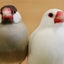 画像 java-sparrow-white-2のブログのユーザープロフィール画像