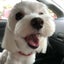 画像 探求犬ひまちゃんのユーザープロフィール画像