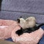 画像 rurunharu530のブログのユーザープロフィール画像