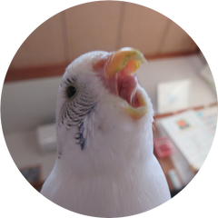 まいまいのプロフィール