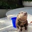 コツメカワウソのサムネイル