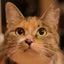 画像 傘ねこ‍⬛Casa Neco•Cat Sanctuaryのユーザープロフィール画像