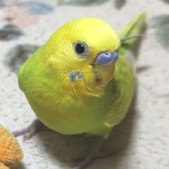 ラブ・バードのプロフィール