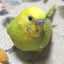 画像 愛鳥との暮らしのユーザープロフィール画像