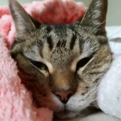 Leonのプロフィール