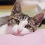 NPO法人せぴうるにゃん＆せぴうるにゃん府中のサムネイル