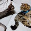 azuccoのサムネイル