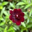 Kiyo’s Tiny Garden のサムネイル