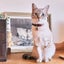 画像 庭猫からお家猫になったナルンと頚椎症性脊髄症の記録のユーザープロフィール画像