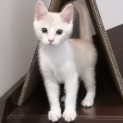 茶白のミロのプロフィール