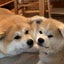 画像 ゆづぽんのブログ★秋田犬ゆきとモフモフ生活★のユーザープロフィール画像