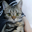 Yurika@YuriTia Tarot🐱🍀のサムネイル