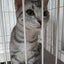 画像 アメショ　ニャウ氏の猫日記のユーザープロフィール画像