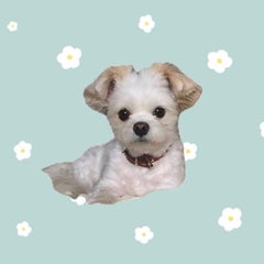 mocomoco-otocのプロフィール
