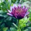 画像 小豆の暮らしに断捨離と料理と庭の花のユーザープロフィール画像