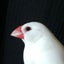 画像 白文鳥に癒されて✿水彩アートのユーザープロフィール画像