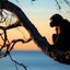 画像 育児放棄されかけの猿のユーザープロフィール画像