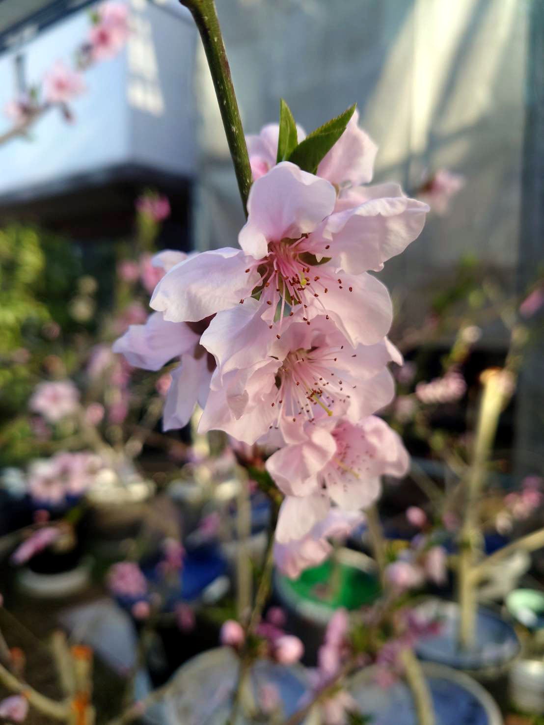 花粉の有無 | 果樹栽培（桃）