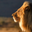 lion-ameba-lifeのブログ