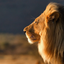 lion-ameba-lifeのサムネイル