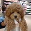 amharuのサムネイル