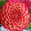 画像 浄化セラピストNaoko　美しい花のように、光のようにのユーザープロフィール画像