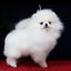 ksalanpsalan POMのサムネイル