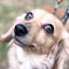 画像 保護犬預かりボランティア　ザッキーのおうちのユーザープロフィール画像