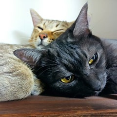 もち猫のプロフィール