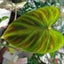 画像 観葉植物にハマりました(๑˙❥˙๑)のユーザープロフィール画像
