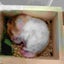 こてつのサムネイル