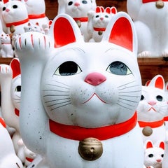たまのプロフィール