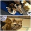 画像 〜日本猫モモ花のお届け便〜(＋あん♪ず)のユーザープロフィール画像