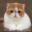 ちゃえのサムネイル