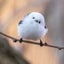 しまちゃんのサムネイル
