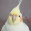 画像 鳥粉記録(トリコジャーナル)のユーザープロフィール画像