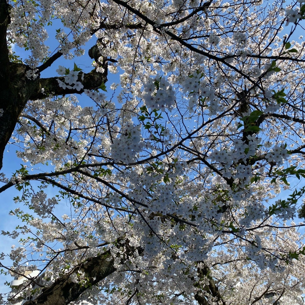 買い物依存症 こんな状況でも買いたい 買い物依存症の末に任意整理