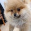 ✨茶々丸先生のありがたぁ〜いお言葉🐶👏✨のサムネイル
