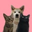 画像 秋田犬グミちゃんと猫ズの日常のユーザープロフィール画像