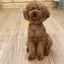 画像 小田原にあるドッグカフェ『犬と私のオーガニックカフェ Sanctuary』のユーザープロフィール画像
