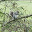 どんぐりのサムネイル