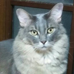 しすこのプロフィール