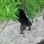 めむのサムネイル
