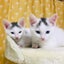 画像 保護猫と暮らす＊夫婦2人暮らしの節約家計簿＊のユーザープロフィール画像