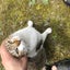 猫のさしみのサムネイル