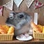 飼い主Hのサムネイル