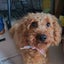 画像 犬のさくらのブログ〜ワンワンの貧乏脱出作戦のユーザープロフィール画像