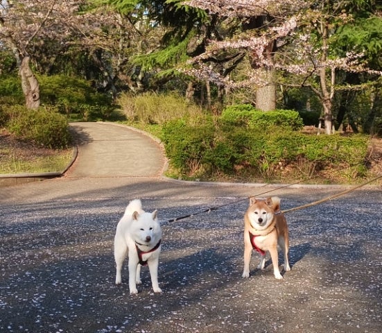 柴犬大好き