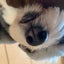 さんごおねいちゃんのサムネイル