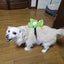 画像 ヨッシー犬らぶのblog(雑種)のユーザープロフィール画像